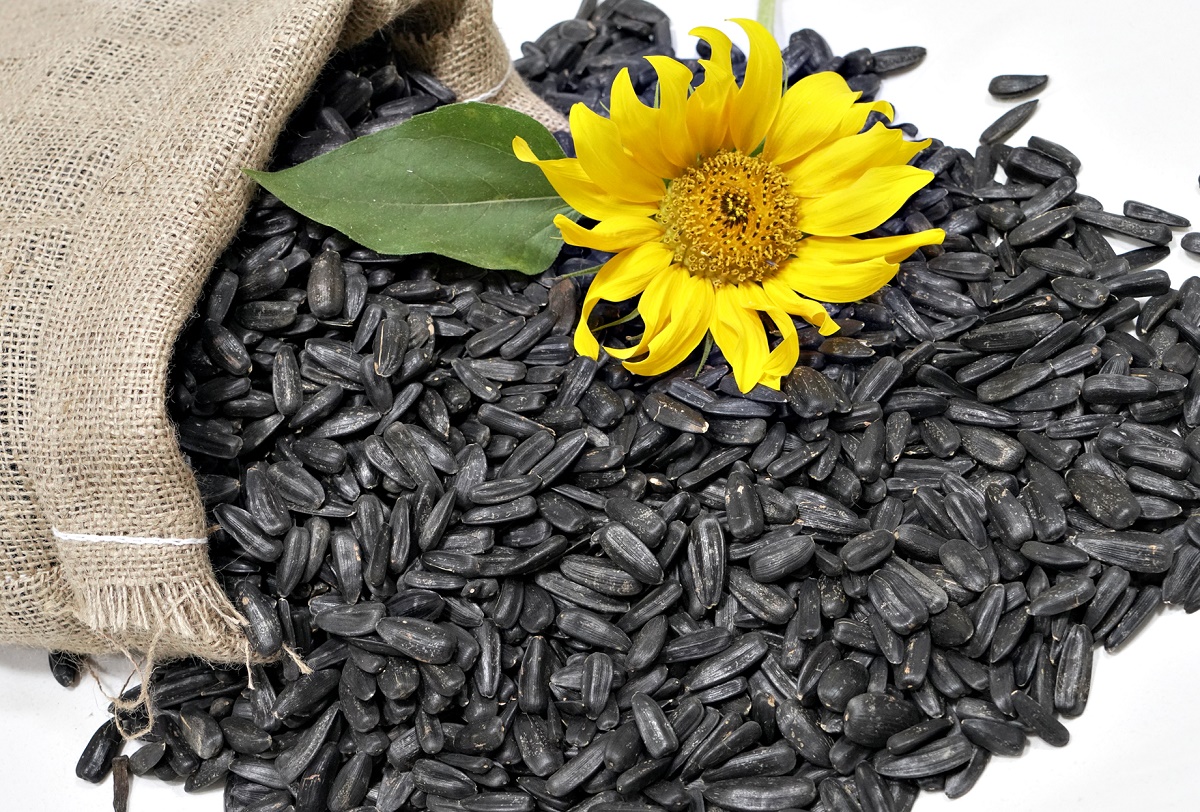 همچیز درباره تخمه آفتاب گردان همچیز درباره تخمه آفتاب گردان