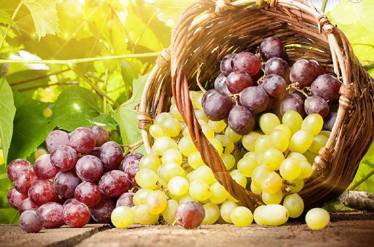 همه خواص انگور ؛ از غوره تا کشمش