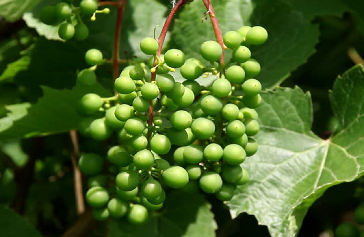 همه خواص انگور ؛ از غوره تا کشمش