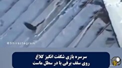 فیلم/ سرسره بازی یک کلاغ که تابحال ندیده اید!