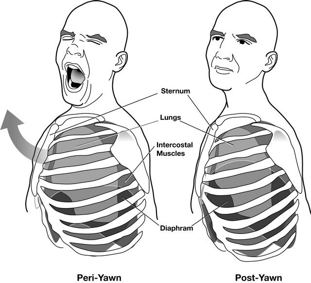 علت خمیازه در انسان چیست؟