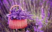 کدام گیاهان حشرات را از انسان دور می‌کنند؟