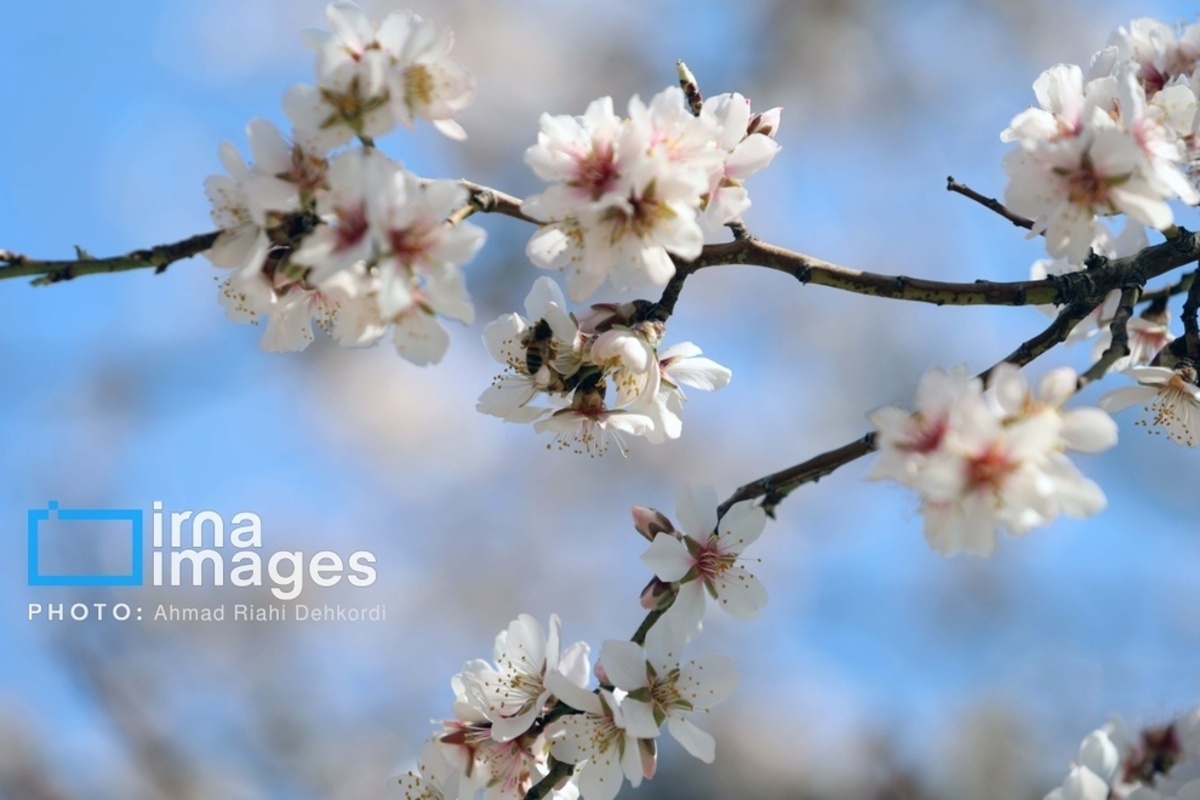 شکوفههای زیبای بهاری در چهارمحال و بختیاری شکوفههای زیبای بهاری در چهارمحال و بختیاری
