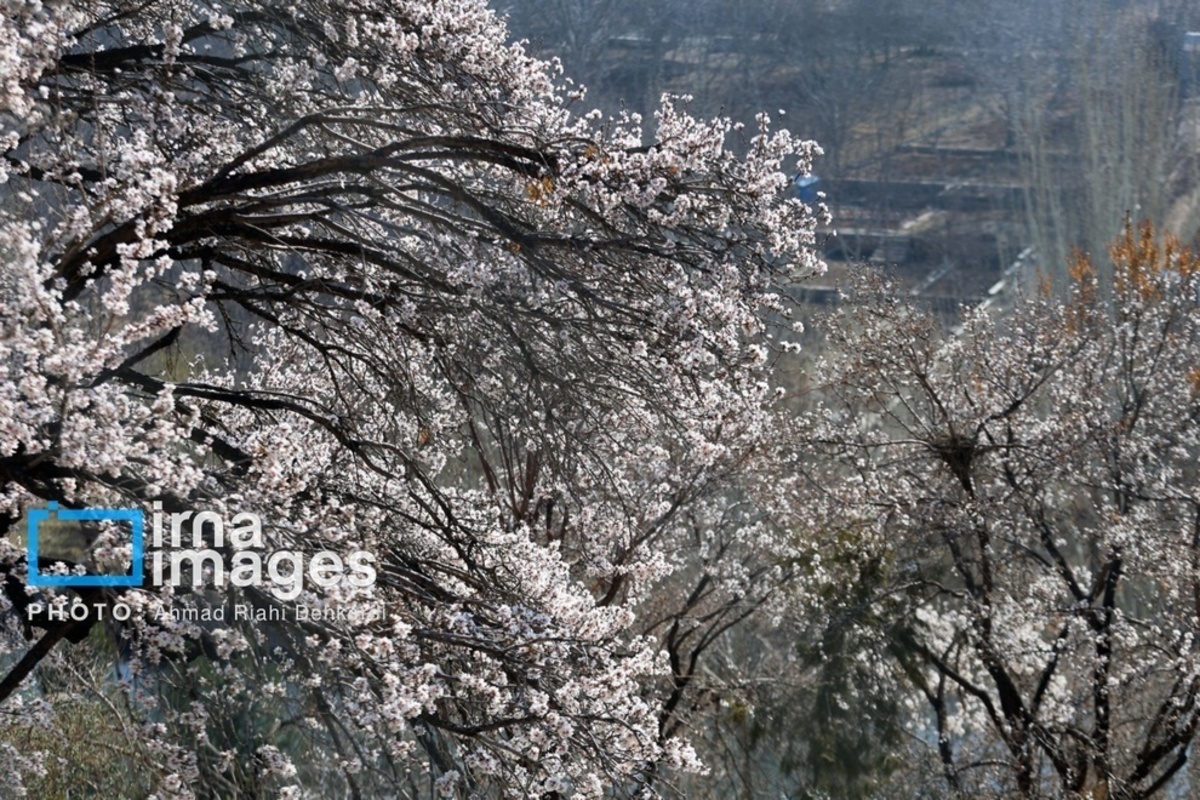شکوفههای زیبای بهاری در چهارمحال و بختیاری شکوفههای زیبای بهاری در چهارمحال و بختیاری