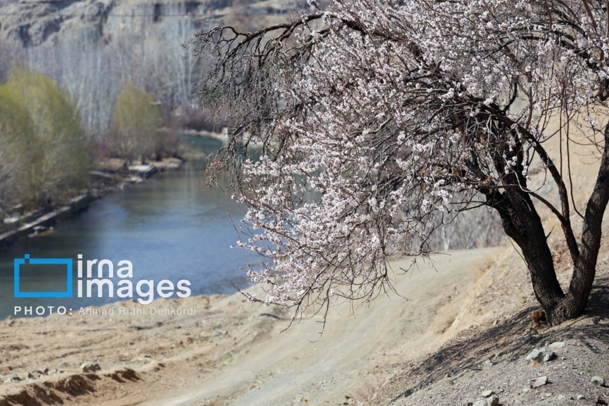شکوفههای زیبای بهاری در چهارمحال و بختیاری شکوفههای زیبای بهاری در چهارمحال و بختیاری