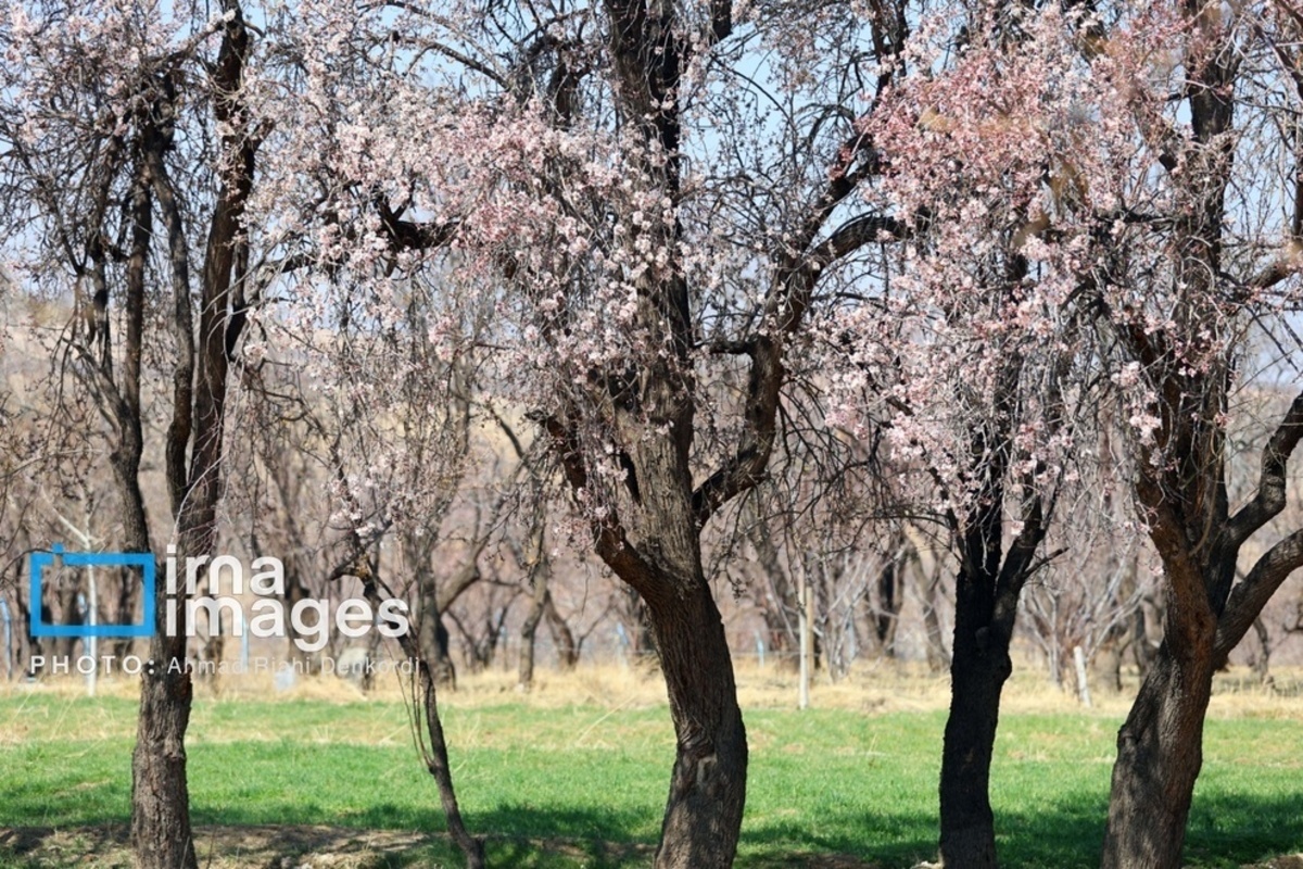 شکوفههای زیبای بهاری در چهارمحال و بختیاری شکوفههای زیبای بهاری در چهارمحال و بختیاری