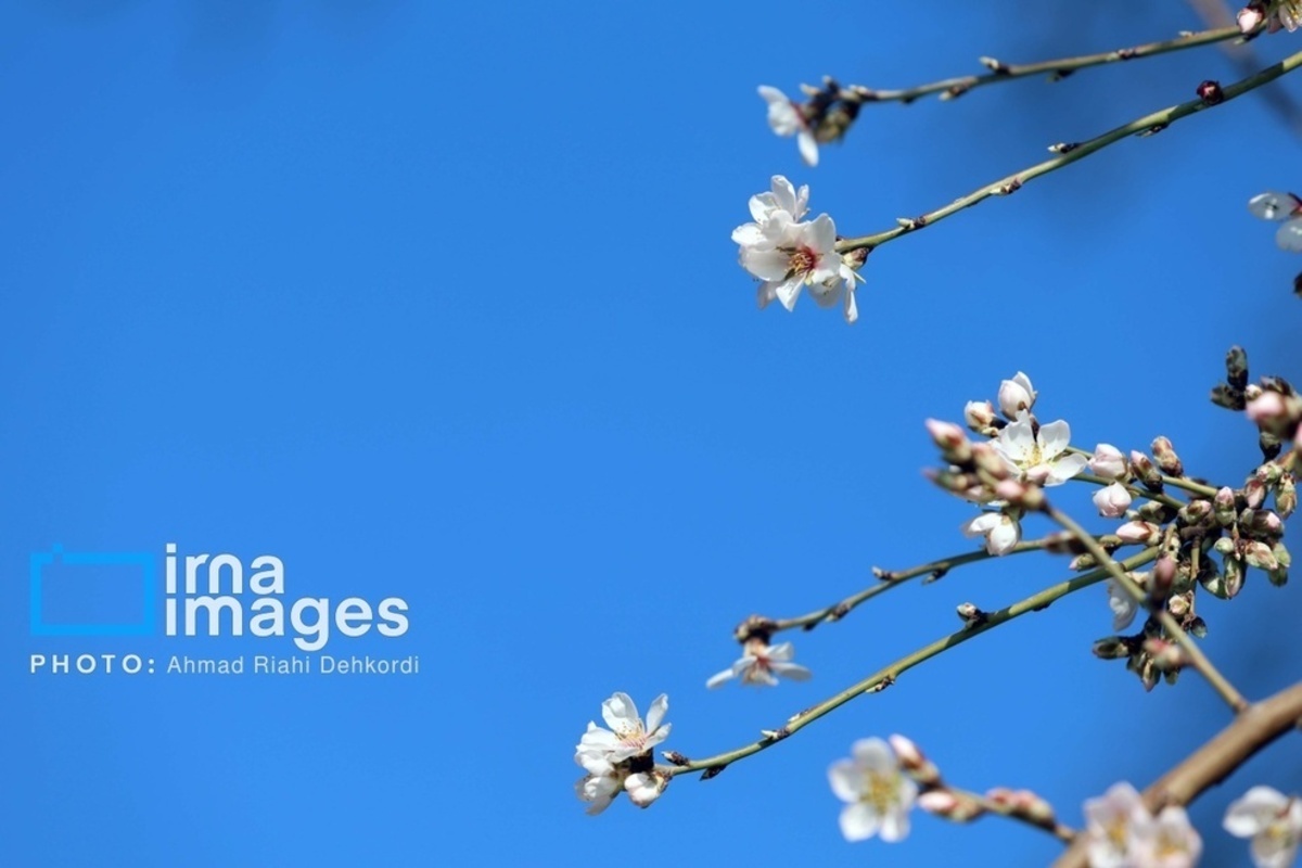 شکوفههای زیبای بهاری در چهارمحال و بختیاری شکوفههای زیبای بهاری در چهارمحال و بختیاری
