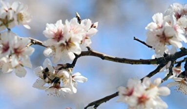 شکوفه‌های زیبای بهاری در چهارمحال و بختیاری