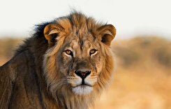 فیلم/حمله یک شیر به شرکت کنندگان در جشن عروسی!