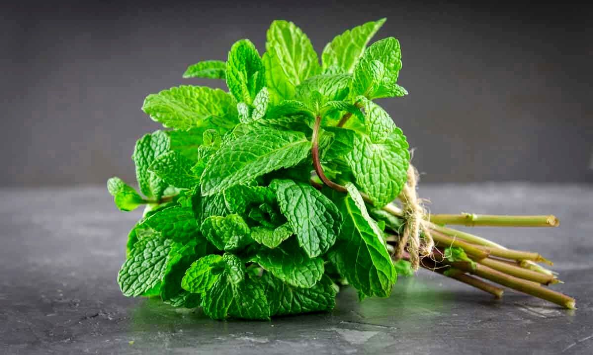 نعناع را در برنامه غذایی خود فراموش نکنید نعناع را در برنامه غذایی خود فراموش نکنید