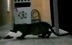 فیلم/ سرقت دمپایی محیط بان توسط پلنگ سوژه شد!