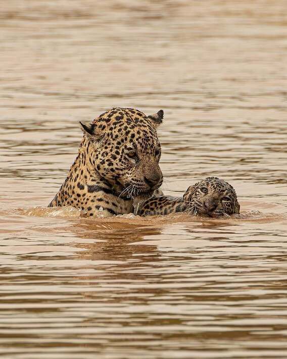 بازی جگوار با توله خود در رودخانه بازی جگوار با توله خود در رودخانه