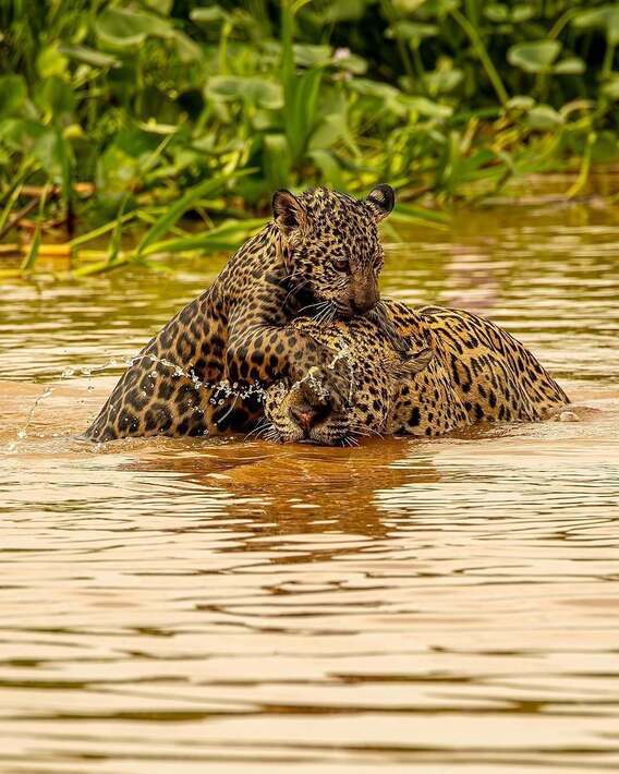 بازی جگوار با توله خود در رودخانه بازی جگوار با توله خود در رودخانه
