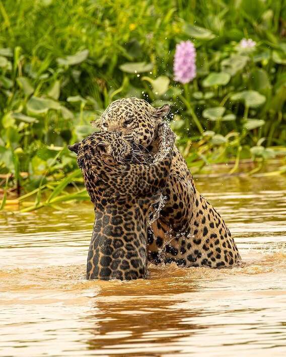 بازی جگوار با توله خود در رودخانه بازی جگوار با توله خود در رودخانه