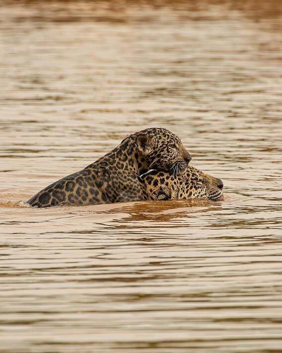 بازی جگوار با توله خود در رودخانه بازی جگوار با توله خود در رودخانه