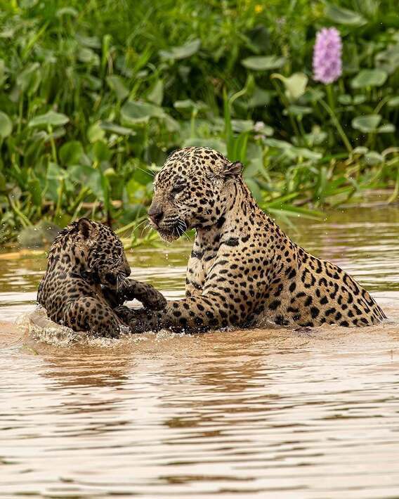 بازی جگوار با توله خود در رودخانه بازی جگوار با توله خود در رودخانه