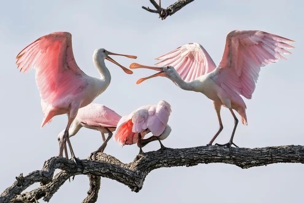 تصاویر دیدنی و بامزه از حیات وحش