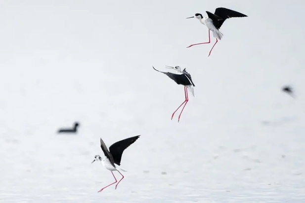 تصاویر دیدنی و بامزه از حیات وحش