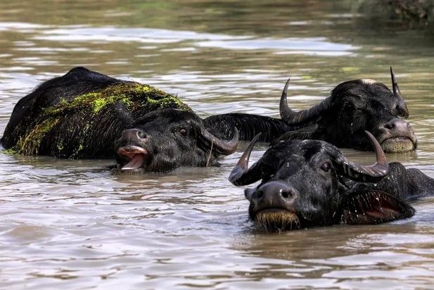 تصاویر دیدنی و بامزه از حیات وحش