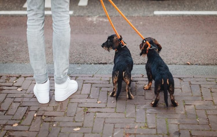 نگهداری حیوانات خانگی نگهداری حیوانات خانگی