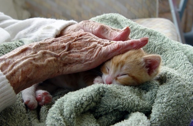 نگهداری حیوانات خانگی نگهداری حیوانات خانگی