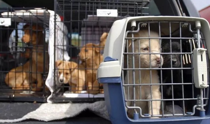 نگهداری حیوانات خانگی نگهداری حیوانات خانگی