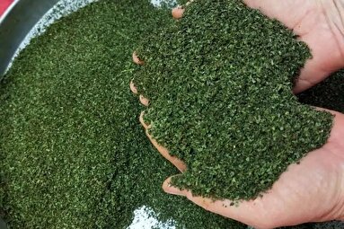 آموزش ساده و سریع خشک کردن نعناع در خانه