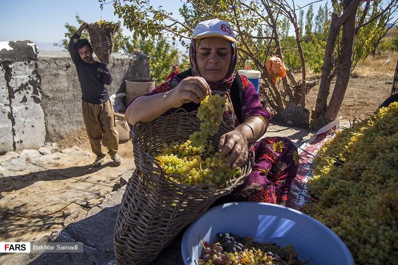 انگور کردستان