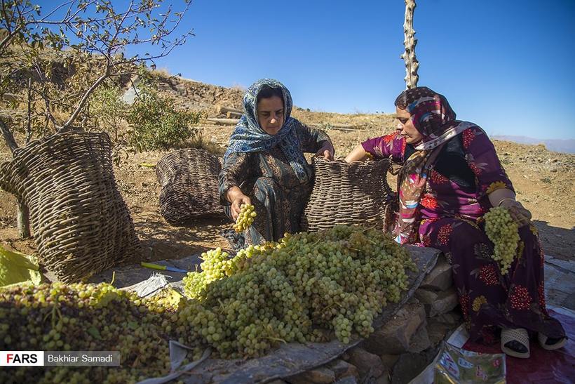 انگور کردستان