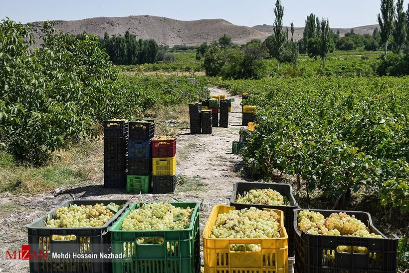 برداشت انگور از تاکستان‌های شهرستان مشگین‌شهر