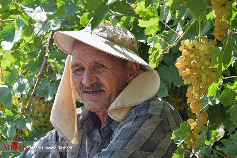 برداشت انگور از تاکستان‌های شهرستان مشگین‌شهر