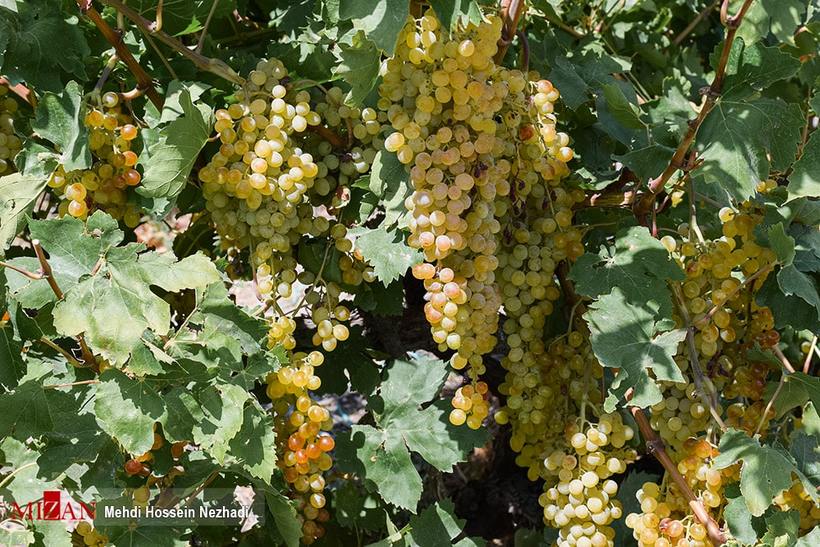 برداشت انگور از تاکستان‌های شهرستان مشگین‌شهر