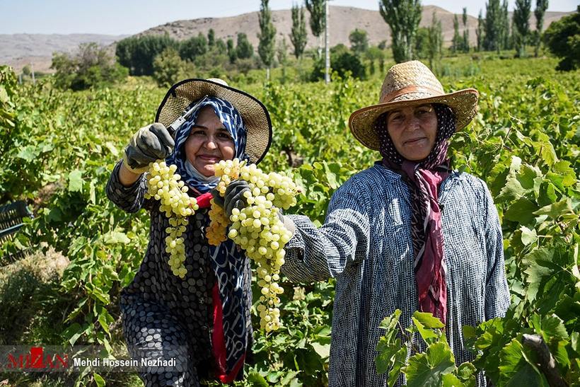 برداشت انگور از تاکستان‌های شهرستان مشگین‌شهر