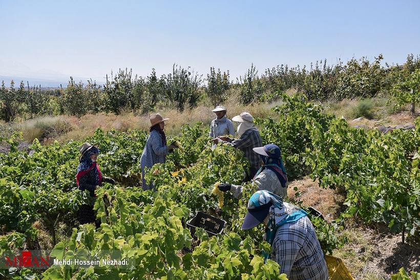 برداشت انگور از تاکستان‌های شهرستان مشگین‌شهر