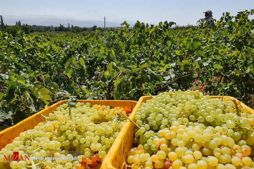 برداشت انگور از تاکستان‌های شهرستان مشگین‌شهر