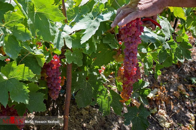 برداشت انگور از تاکستان‌های شهرستان مشگین‌شهر