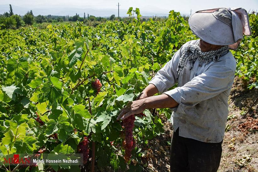 برداشت انگور از تاکستان‌های شهرستان مشگین‌شهر