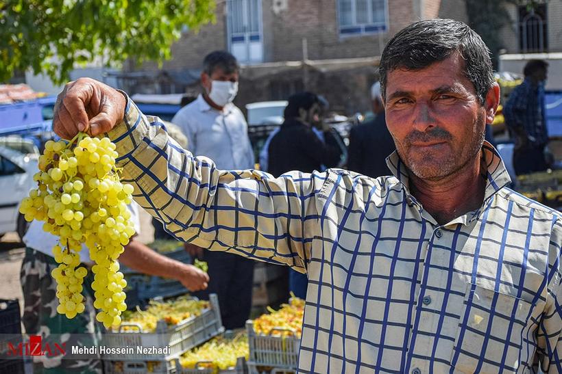 برداشت انگور از تاکستان‌های شهرستان مشگین‌شهر