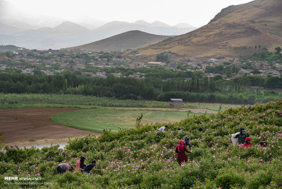 برداشت گل محمدی