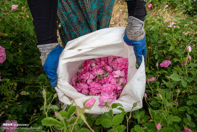 برداشت گل محمدی