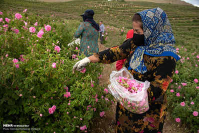 برداشت گل محمدی