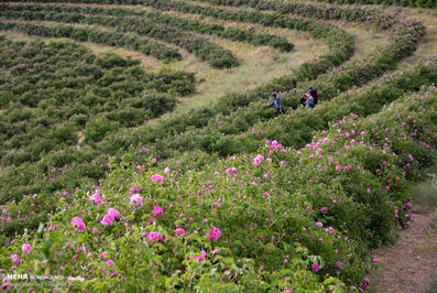 برداشت گل محمدی