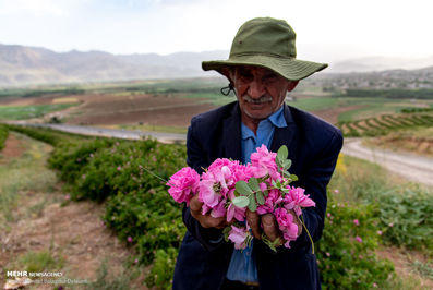 برداشت گل محمدی