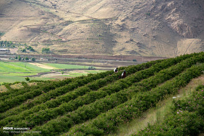 برداشت گل محمدی