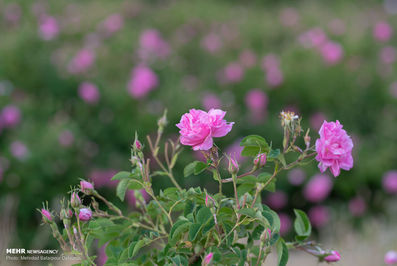 برداشت گل محمدی