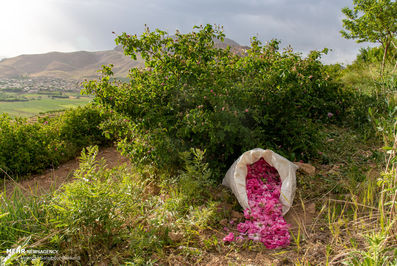 برداشت گل محمدی