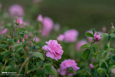 برداشت گل محمدی