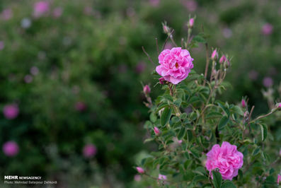 برداشت گل محمدی