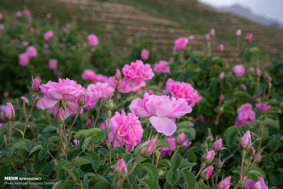 برداشت گل محمدی