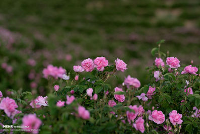 برداشت گل محمدی